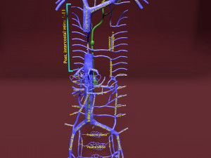 Venous system thoraco abdominal 3D 3Dモデル