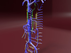 Venous system thoraco abdominal 3D 3D Model