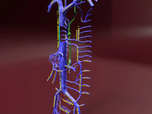 Venous system thoraco abdominal 3D 3D Model