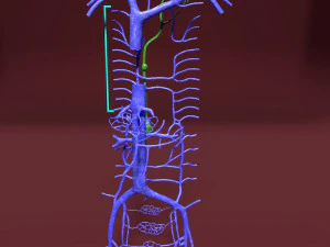 Venous system thoraco abdominal 3D 3D Model