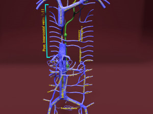 Venous system thoraco abdominal 3D 3D Model
