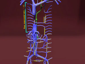 Venous system thoraco abdominal 3D 3D Model