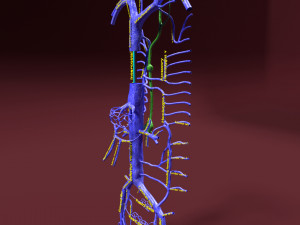 Venous system thoraco abdominal 3D 3D Model