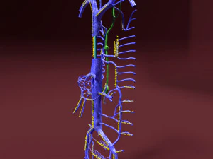 Venous system thoraco abdominal 3D 3D Model