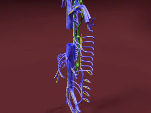 Venous system thoraco abdominal 3D 3D Model