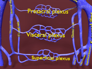 Venous system thoraco abdominal 3D 3D Model