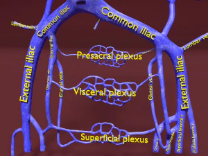 Venous system thoraco abdominal 3D 3D Model