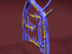 Venous system thoraco abdominal 3D 3D Model