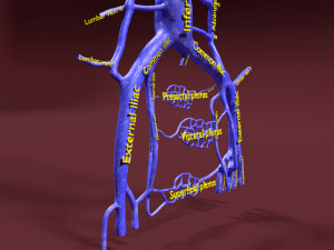 Venous system thoraco abdominal 3D 3D Model
