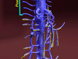 Venous system thoraco abdominal 3D 3D Model