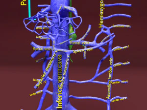 Venous system thoraco abdominal 3D 3D Model