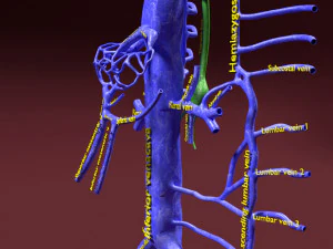 Venous system thoraco abdominal 3D 3D Model