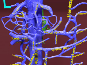 Venous system thoraco abdominal 3D 3D Model