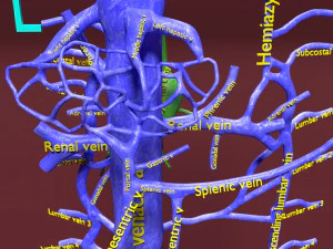 Venous system thoraco abdominal 3D 3D Model