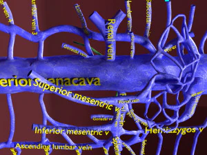 Venous system thoraco abdominal 3D 3D Model