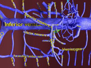 Venous system thoraco abdominal 3D 3D Model