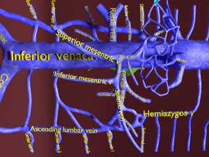 Venous system thoraco abdominal 3D 3D Model