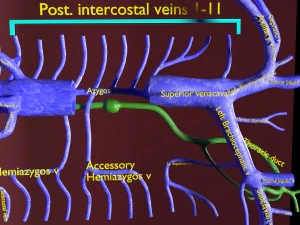 Venous system thoraco abdominal 3D 3D Model