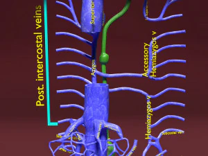 Venous system thoraco abdominal 3D 3D Model