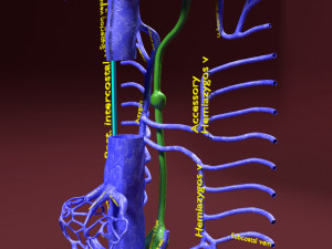 Venous system thoraco abdominal 3D 3D Model