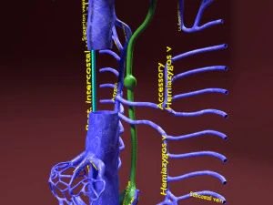 Venous system thoraco abdominal 3D 3D Model