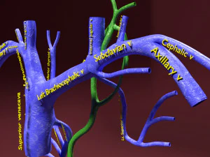 Venous system thoraco abdominal 3D 3D Model