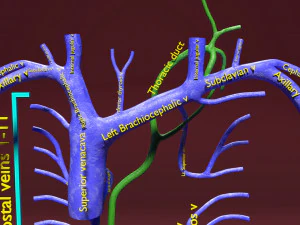 Venous system thoraco abdominal 3D 3D Model