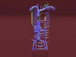 Venous system thoraco abdominal 3D 3D Model