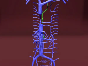 Venous system thoraco abdominal 3D 3D Model