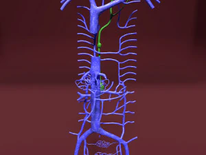 Venous system thoraco abdominal 3D 3D Model