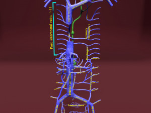 Venous system thoraco abdominal 3D 3D Model