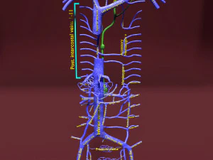 Venous system thoraco abdominal 3D 3D Model