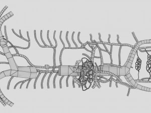 Venous system thoraco abdominal 3D 3D Model