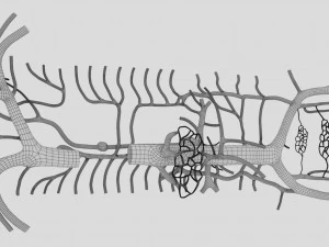 Venous system thoraco abdominal 3D 3D Model