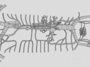 Venous system thoraco abdominal 3D 3D Model