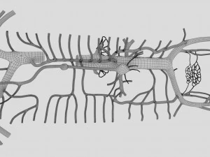 Venous system thoraco abdominal 3D 3D Model