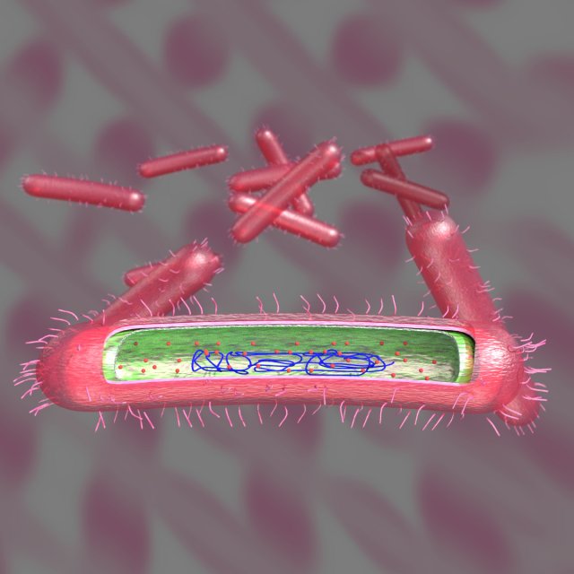 Tuberculosis bacteria detail cut section labelled 3D 3D Модель .c4d .max .obj .3ds .fbx .stl .blend 