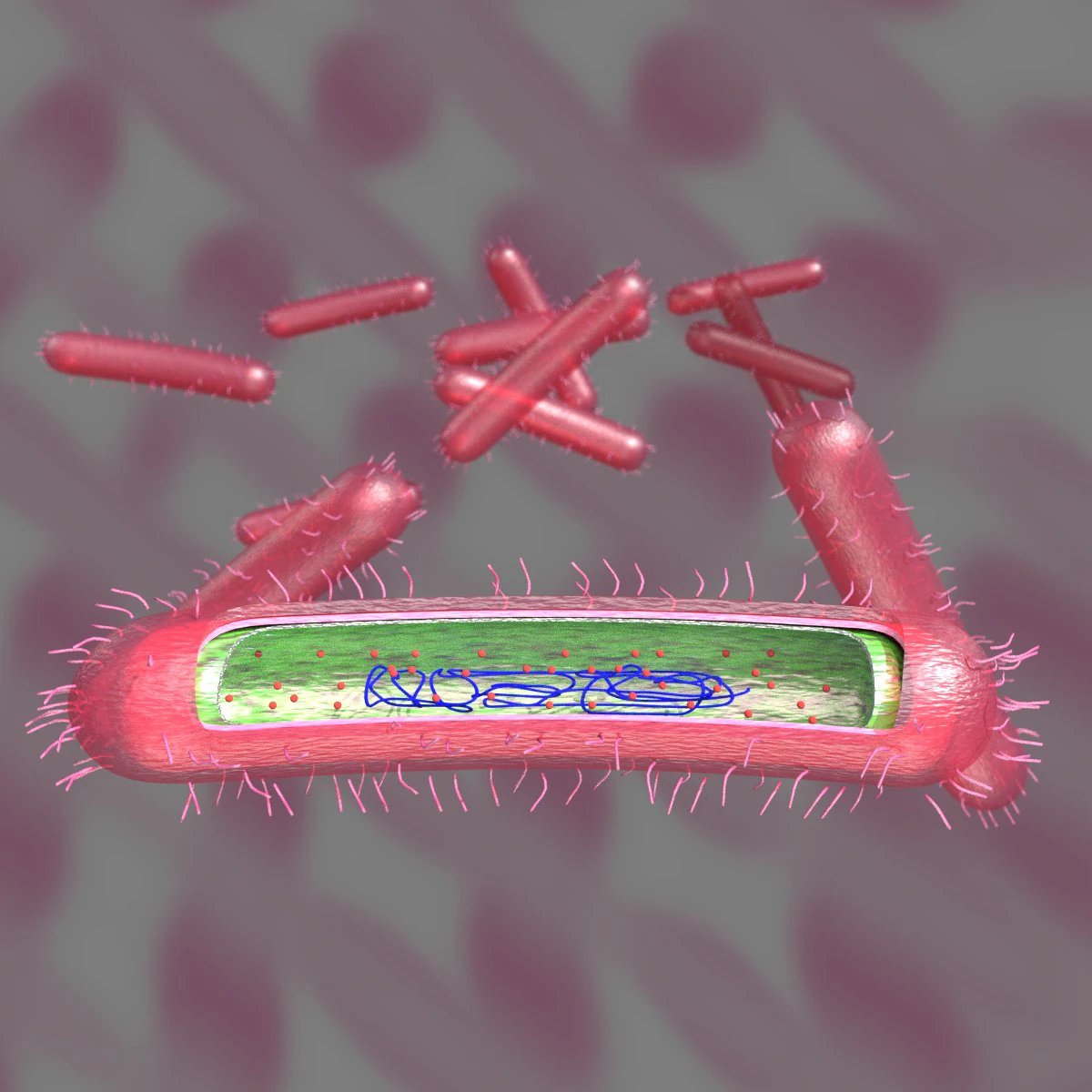 Tuberculosis bacteria detail cut section labelled 3D 3D Model .c4d .max .obj .3ds .fbx .stl .blend 