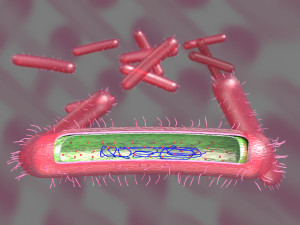 Tuberculosis bacteria detail cut section labelled 3D 3Dモデル