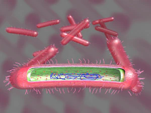 Tuberculosis bacteria detail cut section labelled 3D 3D Model