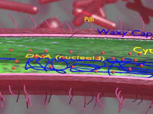 Tuberculosis bacteria detail cut section labelled 3D 3D Model