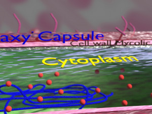 Tuberculosis bacteria detail cut section labelled 3D 3D Модель