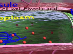 Tuberculosis bacteria detail cut section labelled 3D 3D Модель
