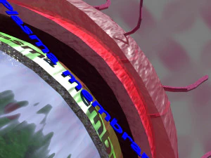 Tuberculosis bacteria detail cut section labelled 3D 3D Model