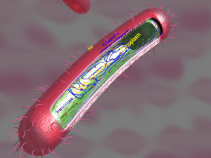 Tuberculosis bacteria detail cut section labelled 3D 3D Модель