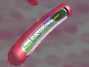 Tuberculosis bacteria detail cut section labelled 3D 3D Model