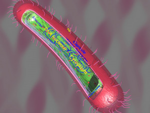 Tuberculosis bacteria detail cut section labelled 3D 3D Модель