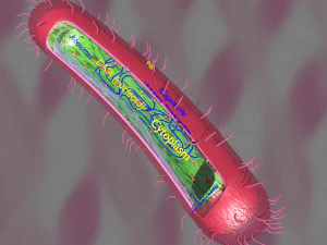 Tuberculosis bacteria detail cut section labelled 3D 3D Model
