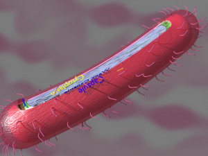 Tuberculosis bacteria detail cut section labelled 3D 3D Модель