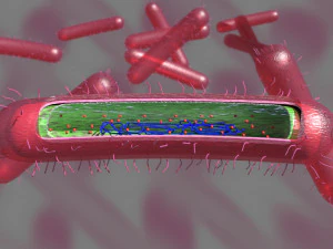 Tuberculosis bacteria detail cut section labelled 3D 3D Model